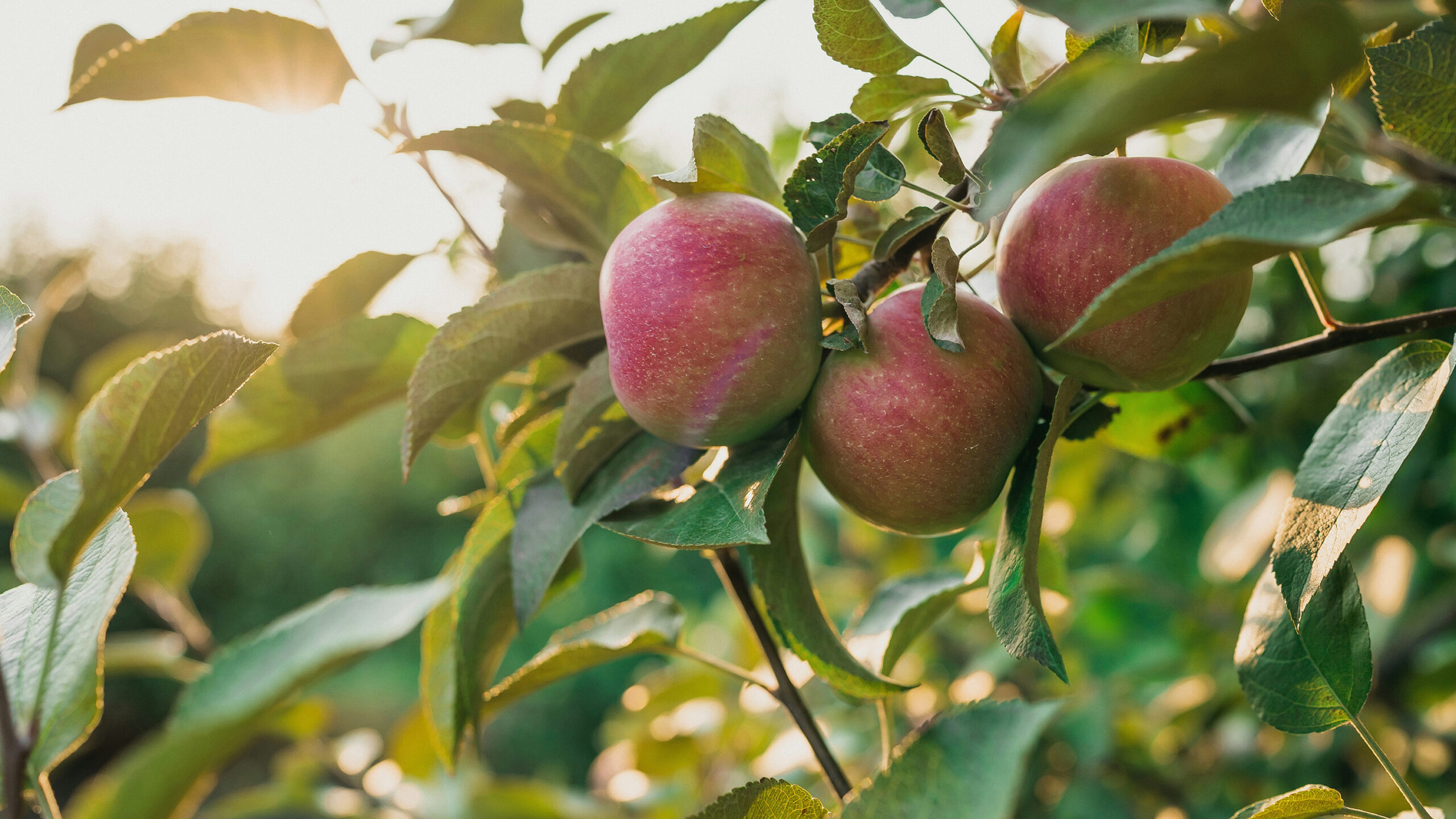 Michendorf. Grün natürlich.